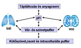 Szénsav bikarbonát puffer